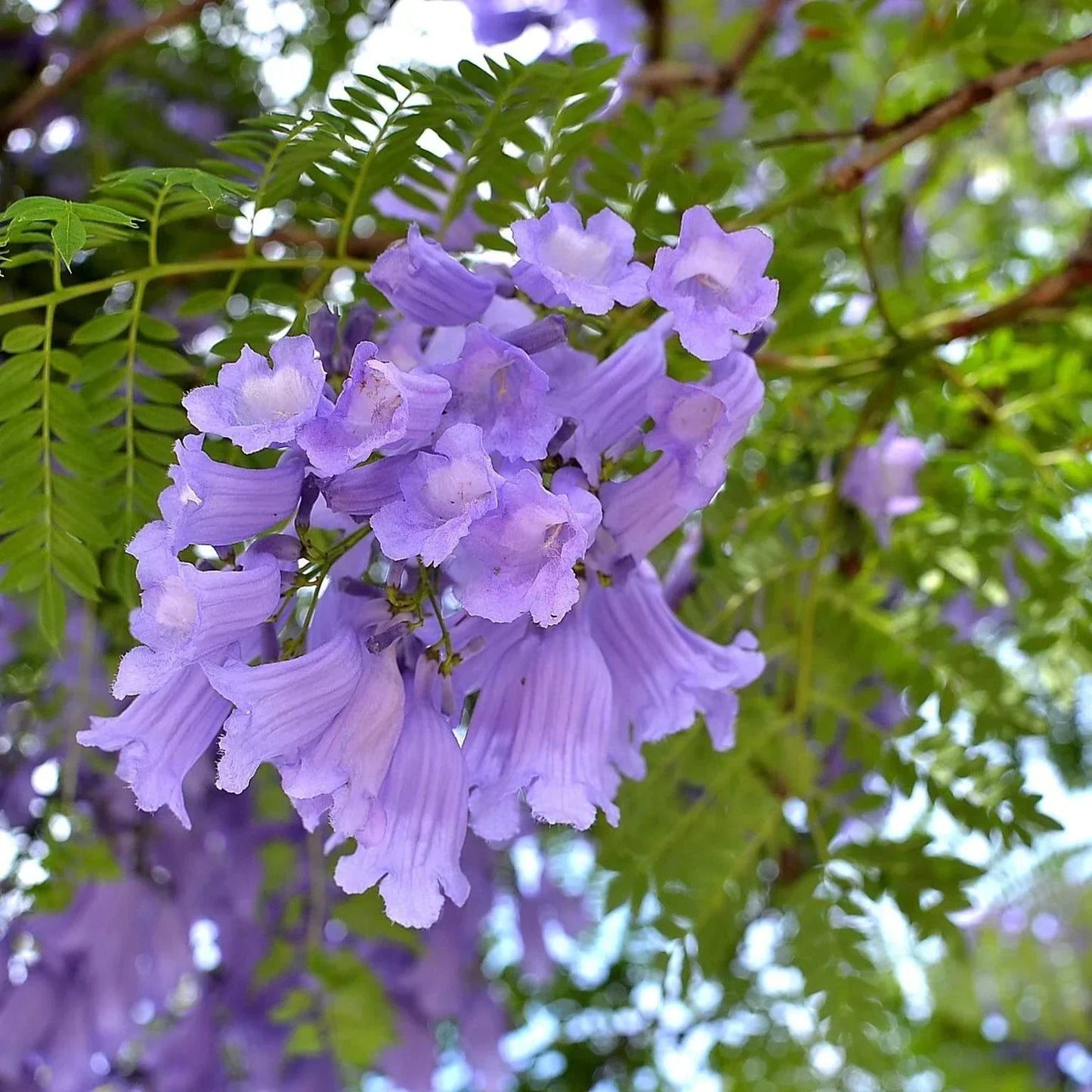 Purple Jacaranda Flower seeds for Planting - Bright Blooms, Heirloom & GMO Free Seeds for Home Garden