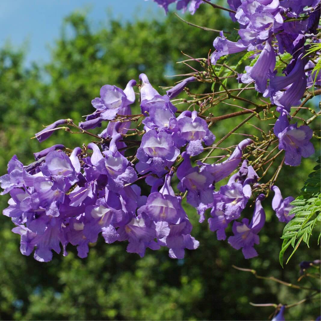 Blue Jacaranda Mimosifolia Flower seeds for Planting - Drought Tolerant, Heirloom & GMO Free Seeds for Home Garden