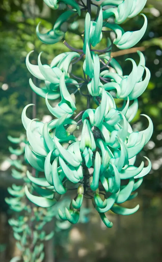 High quality Endangered Jade Flower seeds for Planting Seasonal Bloomer, Heirloom & GMO Free Seeds for Home Garden seeds pack