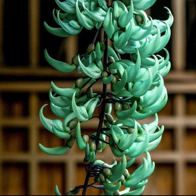 Jade Green Flower seeds for Planting Long Bloom Season, Heirloom & GMO Free Seeds for Home Garden vegetable and garden seeds