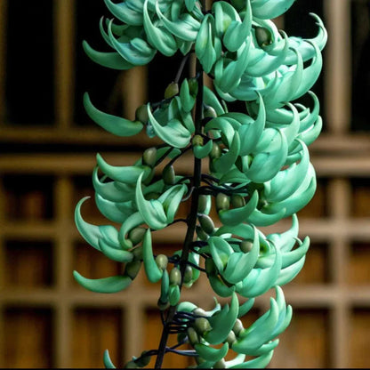 Green Strongylodon Macrobotrys Flower seeds for Planting Wildflower Mix Heirloom & GMO Free Seeds for Home Garden