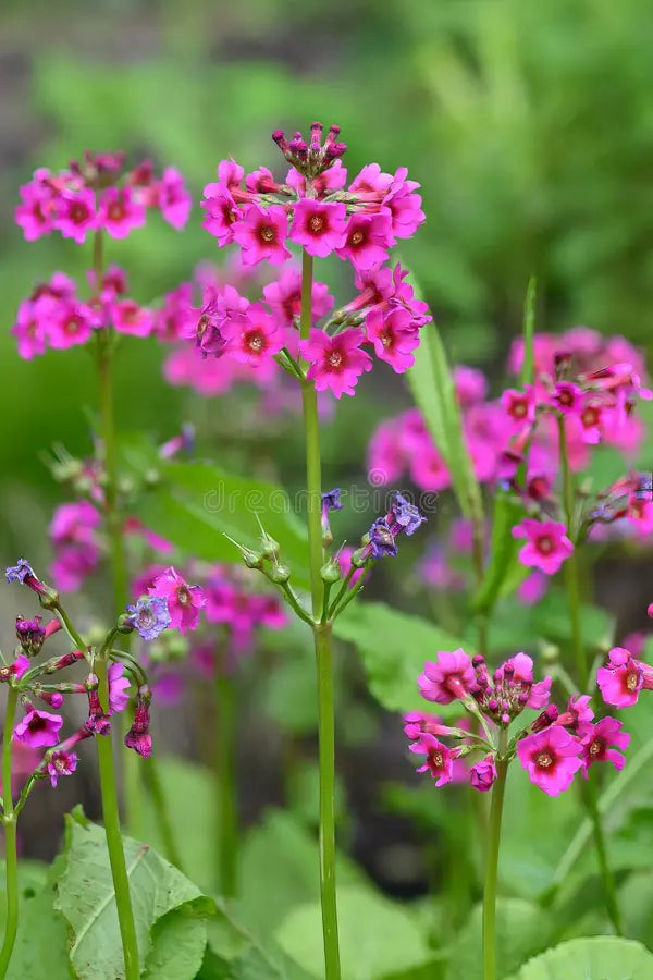 Primula Japonica Flower seeds for Planting Compact Growth Heirloom & GMO Free Seeds for Home Garden