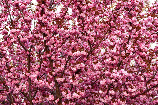 Japanese Flowering Cherry Tree Seeds – Prunus serrulata Non-GMO Ornamental Tree