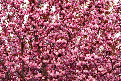 Japanese Flowering Cherry Tree Seeds – Prunus serrulata Non-GMO Ornamental Tree