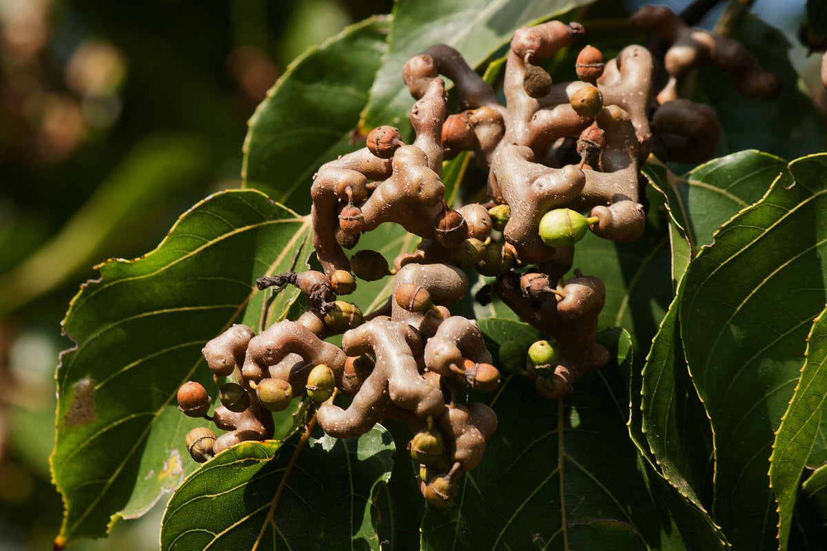 Japanese Raisin Tree (Hovenia Dulcis) Edible Fruit Oriental Honey Flowers Seeds