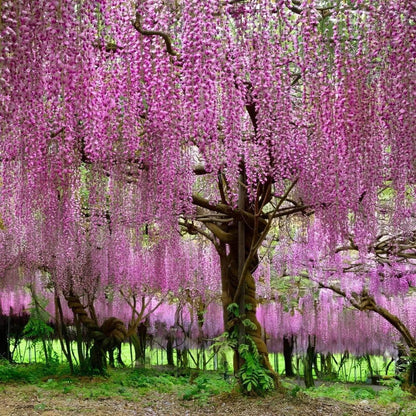 Japanese Wisteria Tree Seeds for Planting and Gardening
