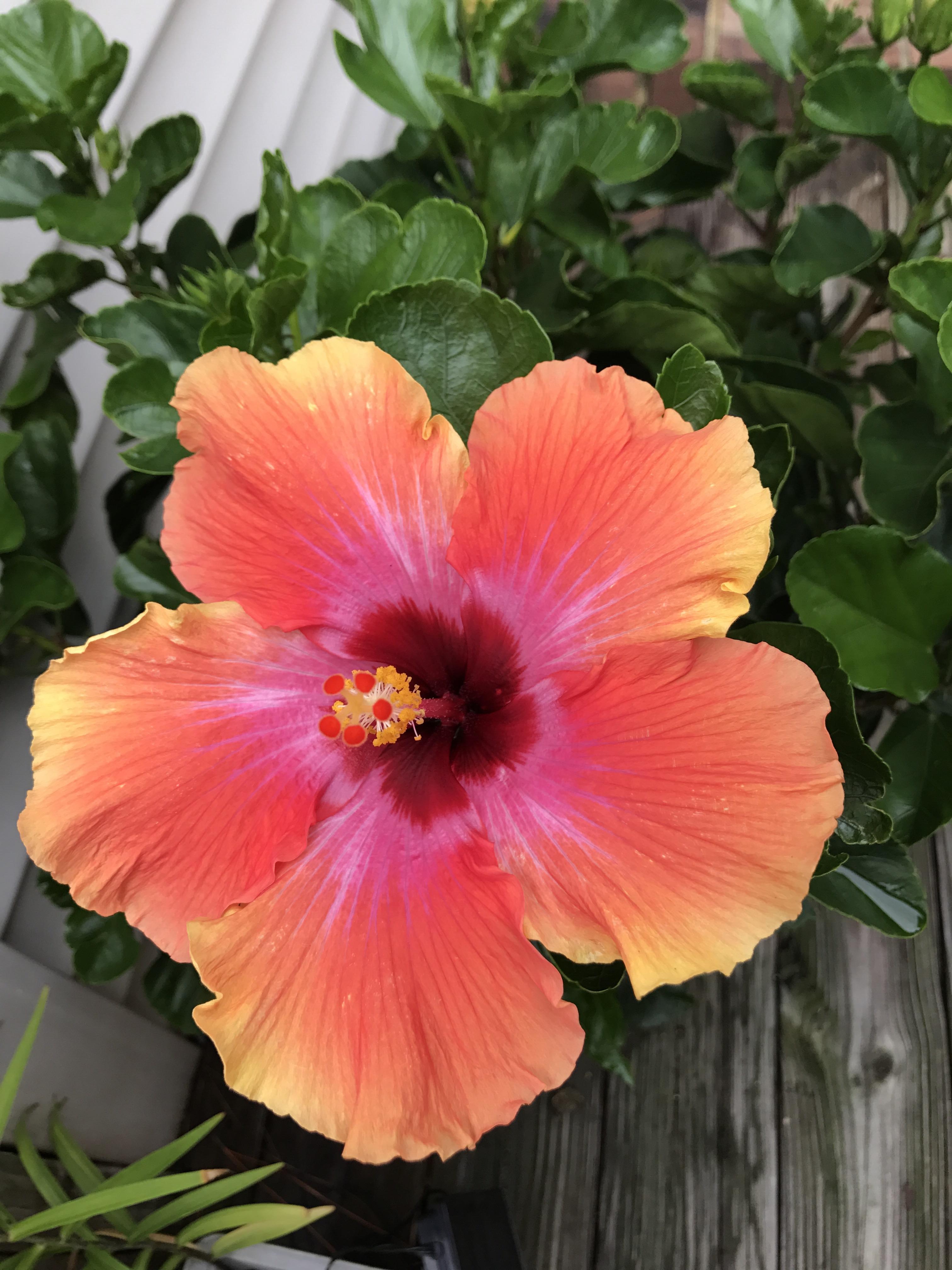 High quality Hibiscus Flower Seeds in Orange Flower seeds for Planting Low Maintenance, Heirloom & GMO Free Seeds for Home Garden seeds pack