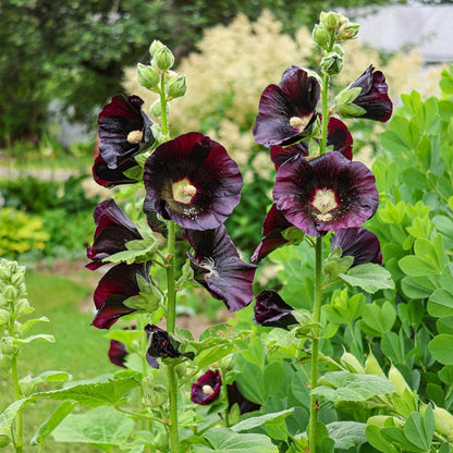 Hollyhock Flower seeds for Planting Bright Blooms Heirloom & GMO Free Seeds for Home Garden