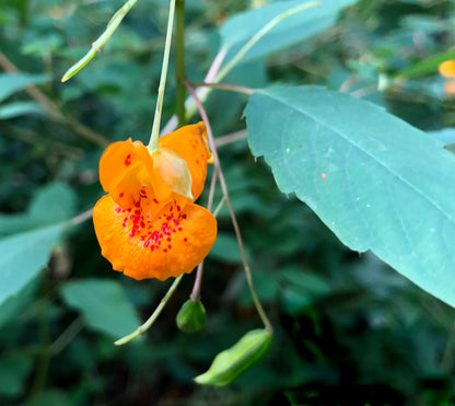 Jewelweed Flower seeds for Planting, Drought Tolerant Heirloom & GMO Free Seeds for Home Garden