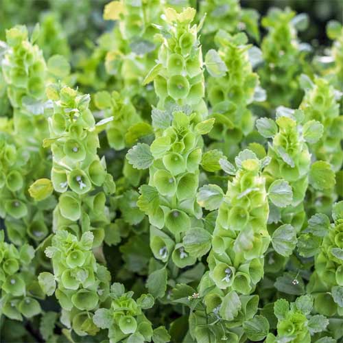 Bells Flower seeds for Planting - Compact Growth, Heirloom & GMO Free Seeds for Home Garden