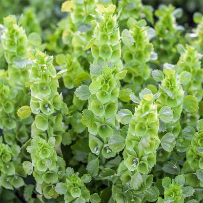 Bells Flower seeds for Planting - Compact Growth, Heirloom & GMO Free Seeds for Home Garden