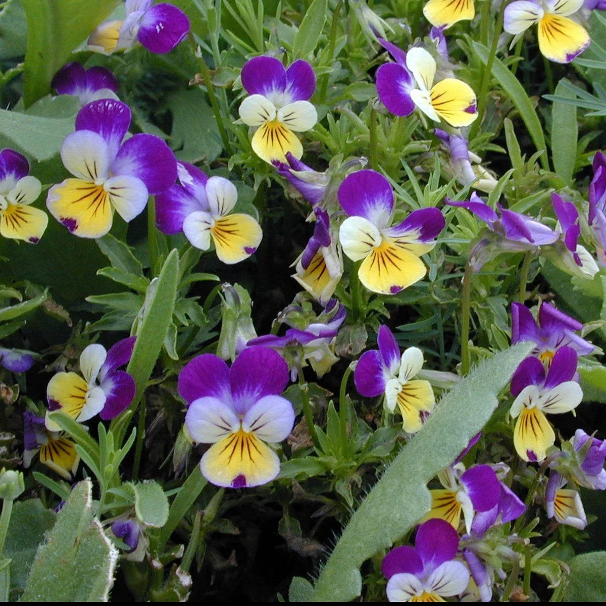 Viola Tricolor Flower seeds for Planting Shade Tolerant Heirloom & GMO Free Seeds for Home Garden