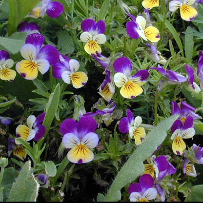 Viola Tricolor Flower seeds for Planting Shade Tolerant Heirloom & GMO Free Seeds for Home Garden