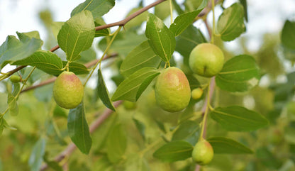 Oil nut Jojoba plant with mature seed pods