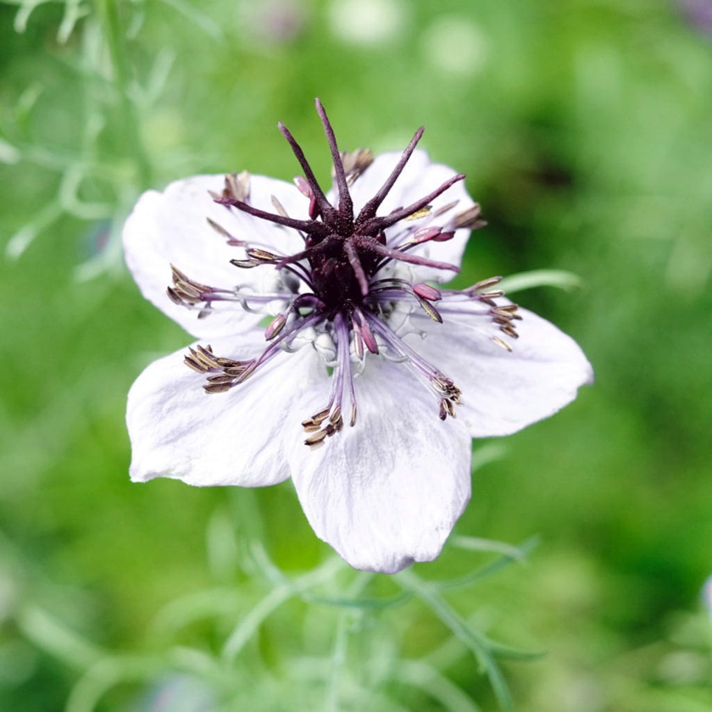 White Nigella African Flower seeds for Planting Shade Tolerant, Heirloom & GMO Free Seeds for Home Garden vegetable and garden seeds