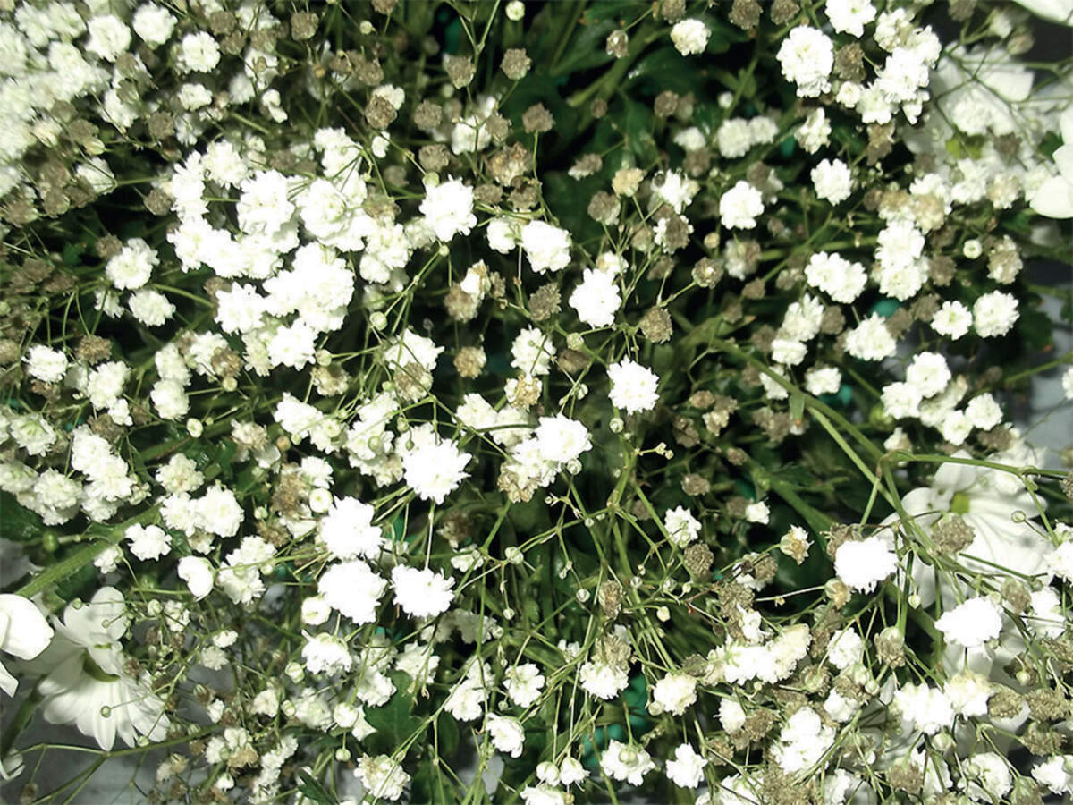 Gypsophila Flower seeds for Planting Premium Quality Heirloom & GMO Free Seeds for Home Garden
