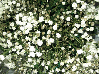 Gypsophila Flower seeds for Planting Premium Quality Heirloom & GMO Free Seeds for Home Garden