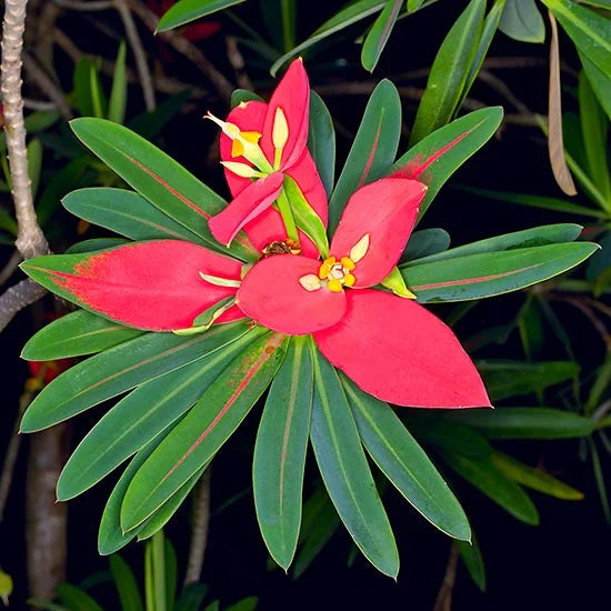 Premium Red Euphorbia Flower seeds for Planting Cottage Garden Essential, Heirloom & GMO Free Seeds for Home Garden seeds