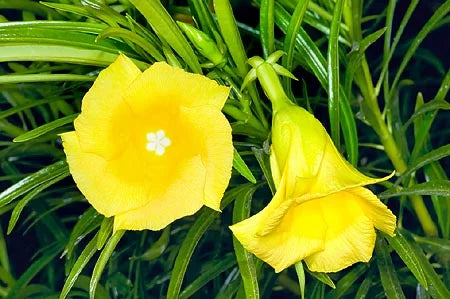 Premium Thevetia Neriifolia Flower seeds for Planting Fragrant Blossoms, Heirloom & GMO Free Seeds for Home Garden seeds