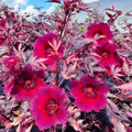 Maroon Hibiscus Flower seeds for Planting Wildflower Mix, Heirloom & GMO Free Seeds for Home Garden seeds for planting