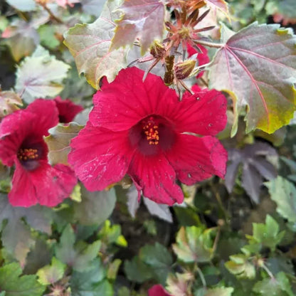 Cranberry Hibiscus Flower seeds for Planting Hardy Variety Heirloom & GMO Free Seeds for Home Garden