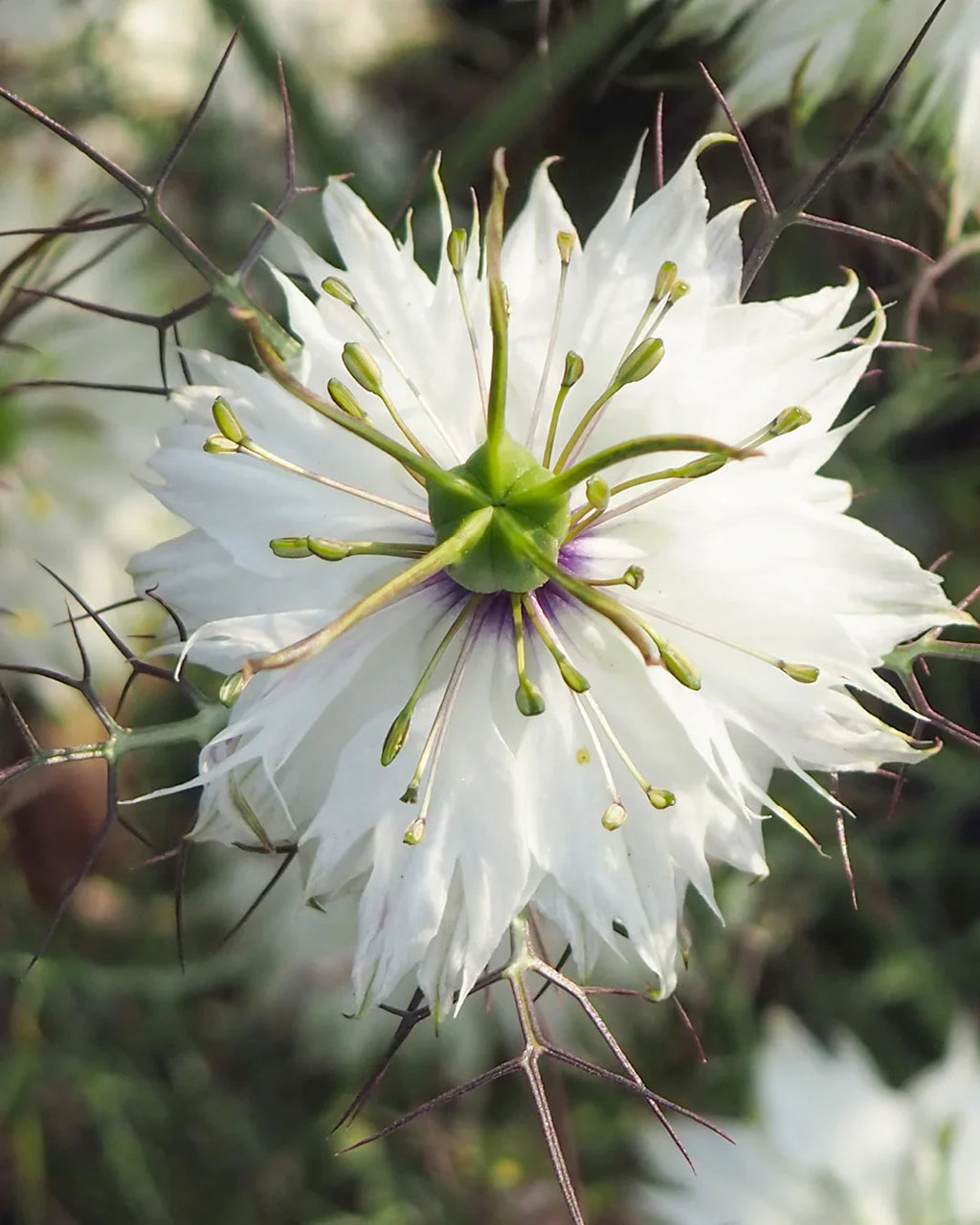 Premium Mixed Nigella Damascena Flower seeds for Planting Colorful Display, Heirloom & GMO Free Seeds for Home Garden seeds
