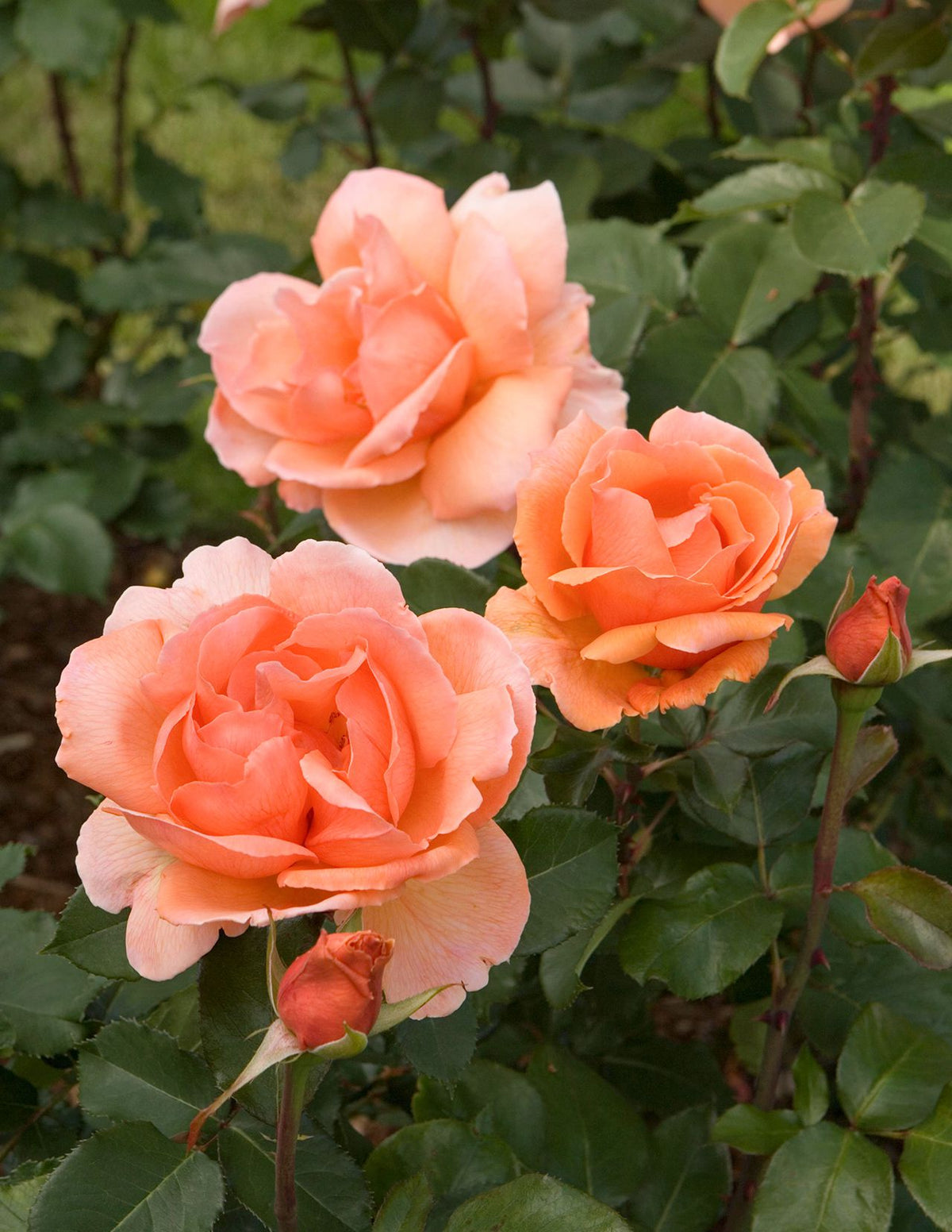 Heirloom Rose Flower seeds for Planting Premium Quality Heirloom & GMO Free Seeds for Home Garden