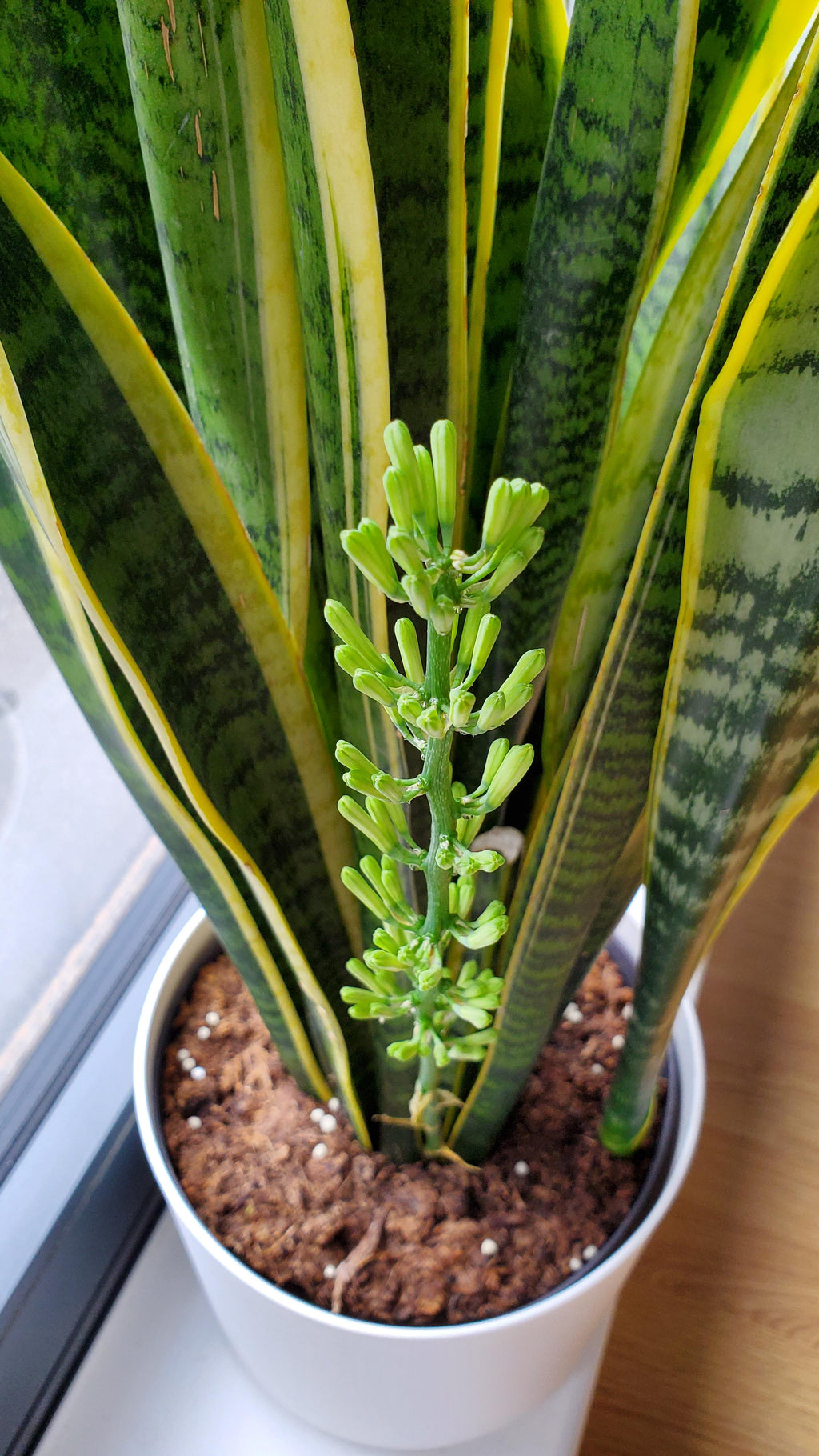 Premium Sansevieria Flower seeds for Planting Sun Loving, Heirloom & GMO Free Seeds for Home Garden seeds