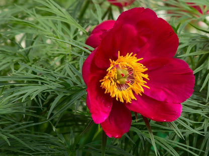 Fern Leaf Peony Flower seeds for Planting - Shade Tolerant, Heirloom & GMO Free Seeds for Home Garden