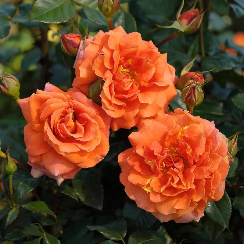 Premium Goldish Yellow Rose Flower seeds for Planting Drought Tolerant, Heirloom & GMO Free Seeds for Home Garden seeds