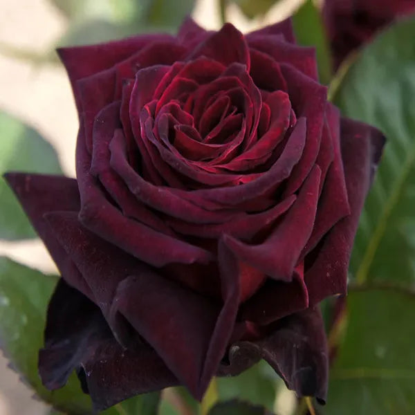 Deep Red Rose Flower seeds for Planting Low Maintenance Heirloom & GMO Free Seeds for Home Garden