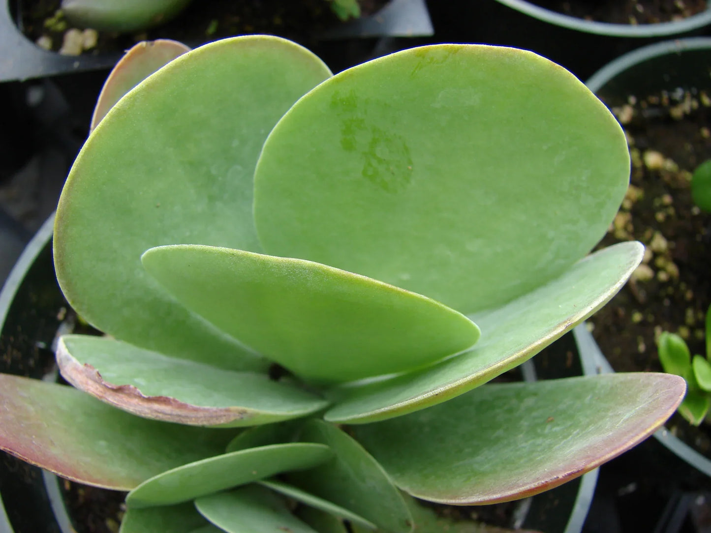 Green Kalanchoe Thyrsiflora Flower seeds for Planting - Sun Loving, Heirloom & GMO Free Seeds for Home Garden