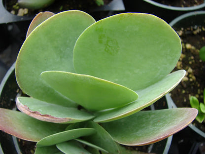 Green Kalanchoe Thyrsiflora Flower seeds for Planting - Sun Loving, Heirloom & GMO Free Seeds for Home Garden