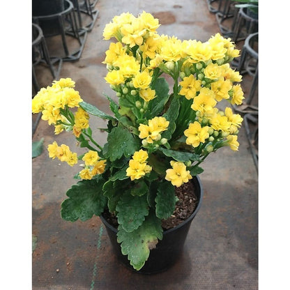 Kalanchoe Flower seeds for Planting Fragrant Blossoms Heirloom & GMO Free Seeds for Home Garden