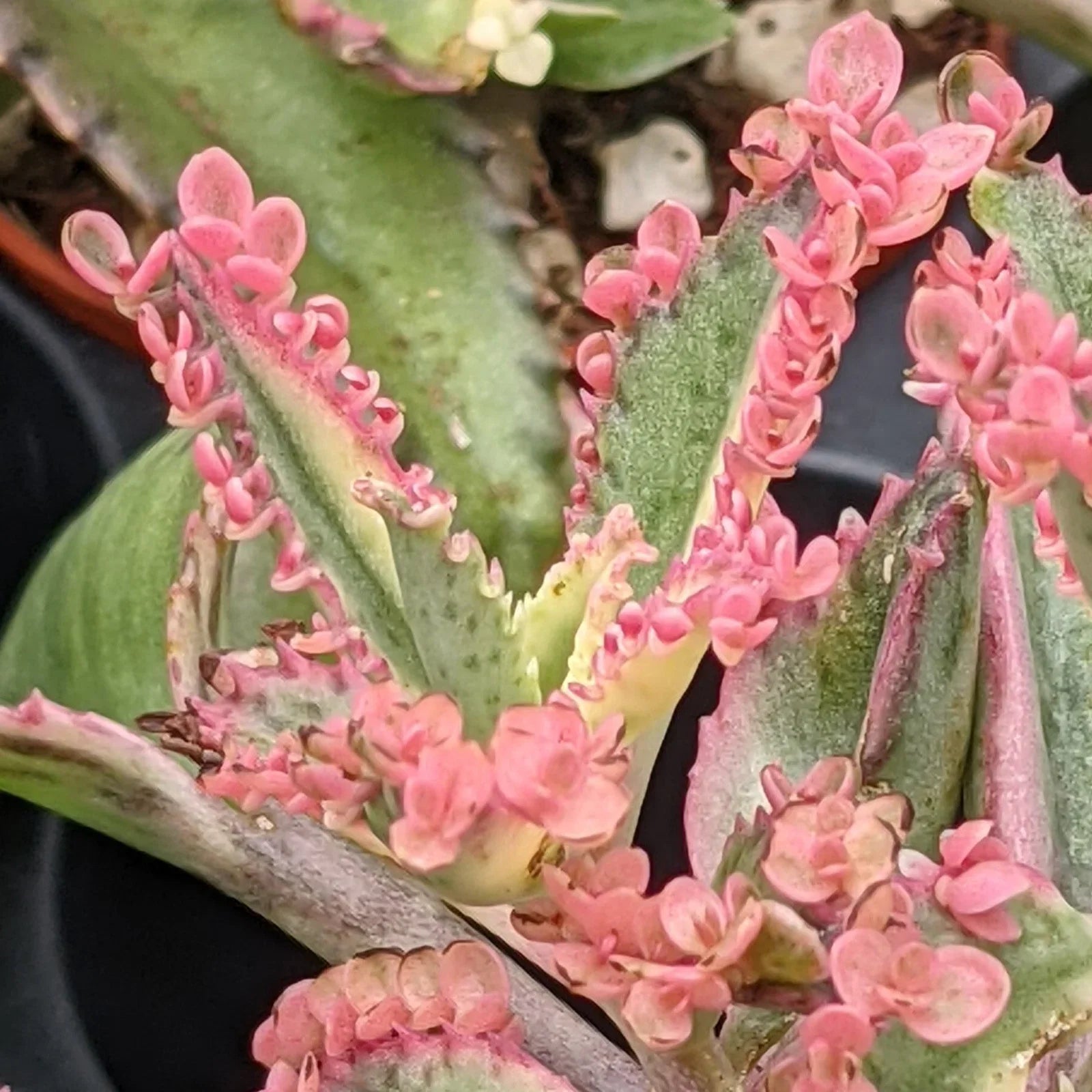 Brown Kalanchoe Bonsai Flower seeds for Planting Cut Flower Favorite, Heirloom & GMO Free Seeds for Home Garden vegetable and garden seeds