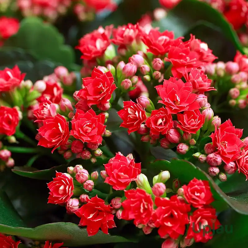 Premium Kalanchoe Flower seeds for Planting Long Bloom Season, Heirloom & GMO Free Seeds for Home Garden seeds