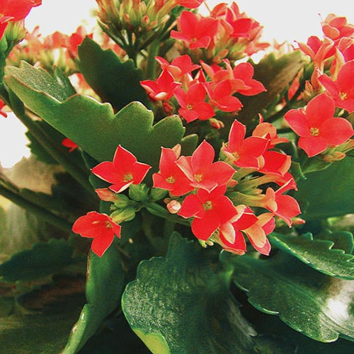 Kalanchoe Flower seeds for Planting Long Bloom Season, Heirloom & GMO Free Seeds for Home Garden vegetable and garden seeds