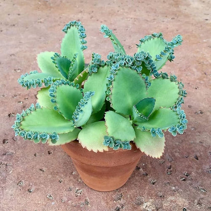 Kalanchoe Seeds for Planting in Garden or Pots
