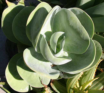 Thyrsiflora Flower seeds for Planting Perfect for Borders Heirloom & GMO Free Seeds for Home Garden