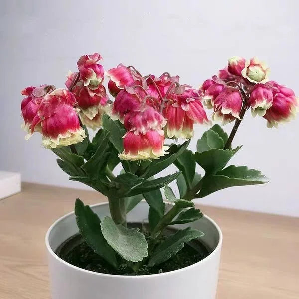 Premium Kalanchoe Wendy Flower seeds for Planting Cottage Garden Essential Heirloom & GMO Free Seeds for Home Garden seeds