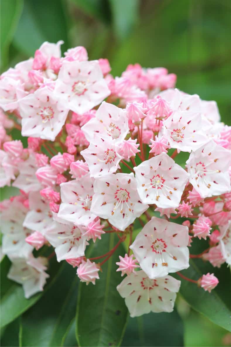 Premium Pink Laurel Flower seeds for Planting Premium Quality, Heirloom & GMO Free Seeds for Home Garden seeds