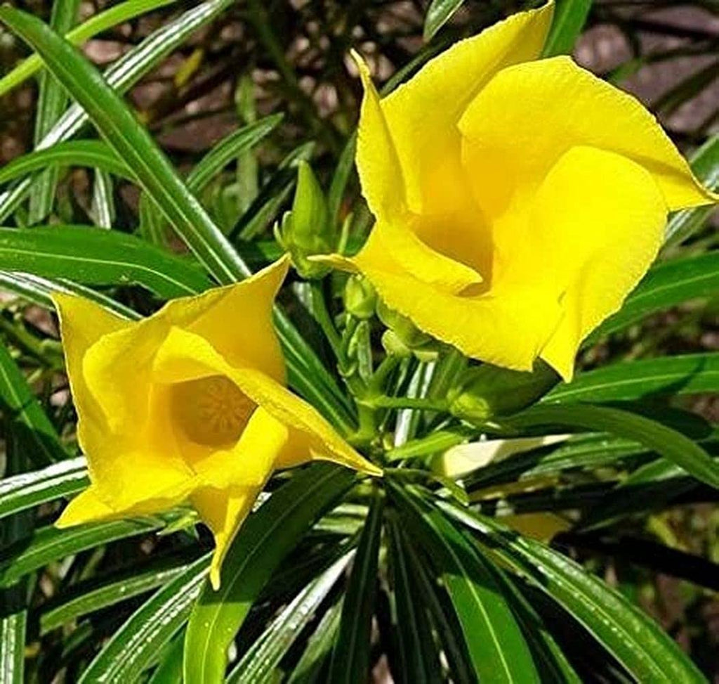 High quality Thevetia Neriifolia Flower seeds for Planting Fragrant Blossoms, Heirloom & GMO Free Seeds for Home Garden seeds pack