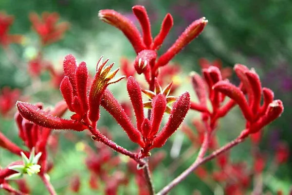 Anigozanthos Flavidus Flower seeds for Planting Colorful Display Heirloom & GMO Free Seeds for Home Garden