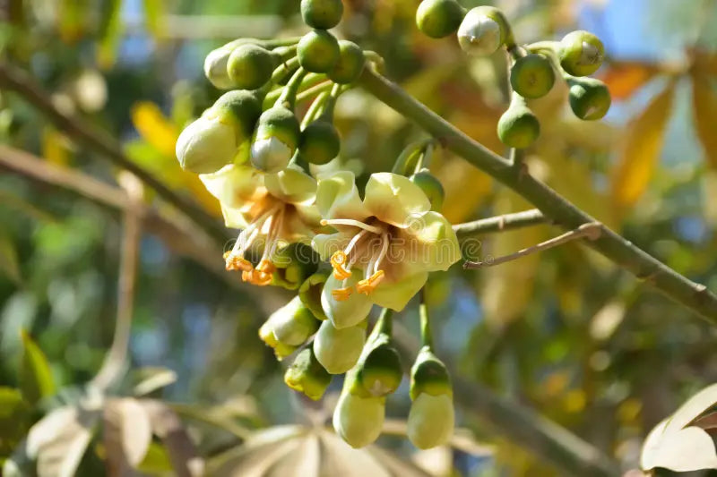 Pentandra Flower seeds for Planting Cut Flower Favorite, Heirloom & GMO Free Seeds for Home Garden vegetable and garden seeds