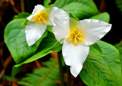 Trillium Flower seeds for Planting Shade Tolerant Heirloom & GMO Free Seeds for Home Garden