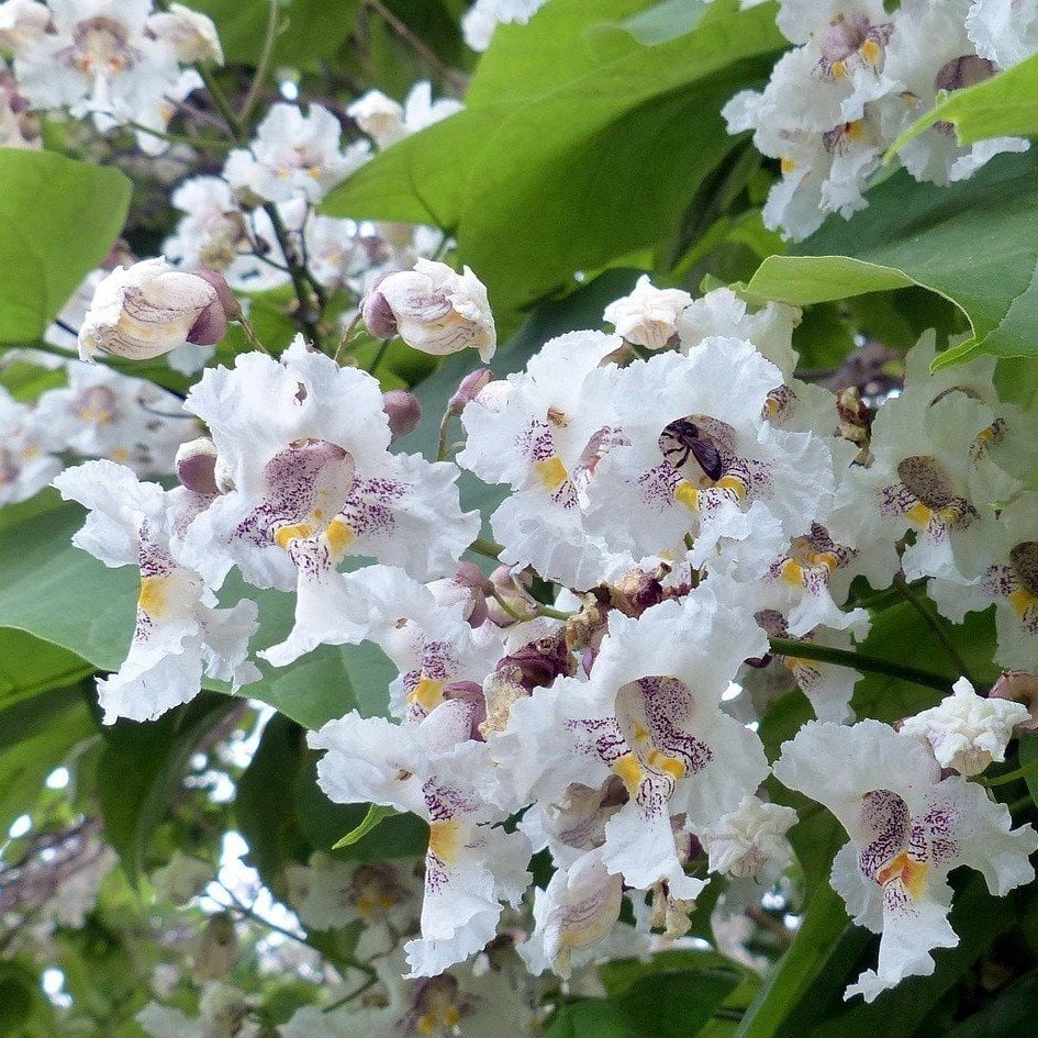 High quality Catalpa Flower seeds for Planting Drought Tolerant, Heirloom & GMO Free Seeds for Home Garden seeds pack