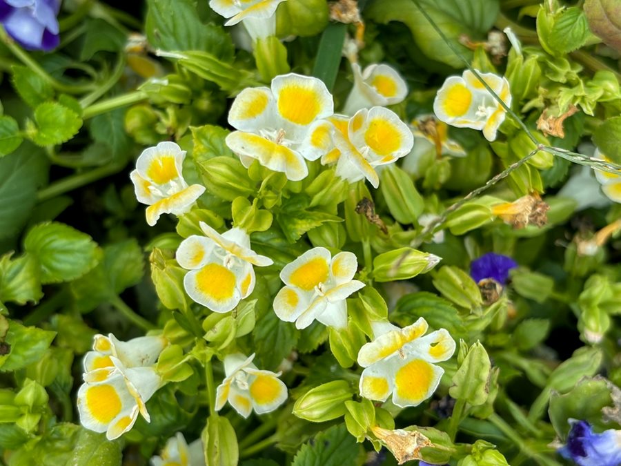 Premium Mixed Wishbone Flower seeds for Planting Cottage Garden Essential, Heirloom & GMO Free Seeds for Home Garden seeds
