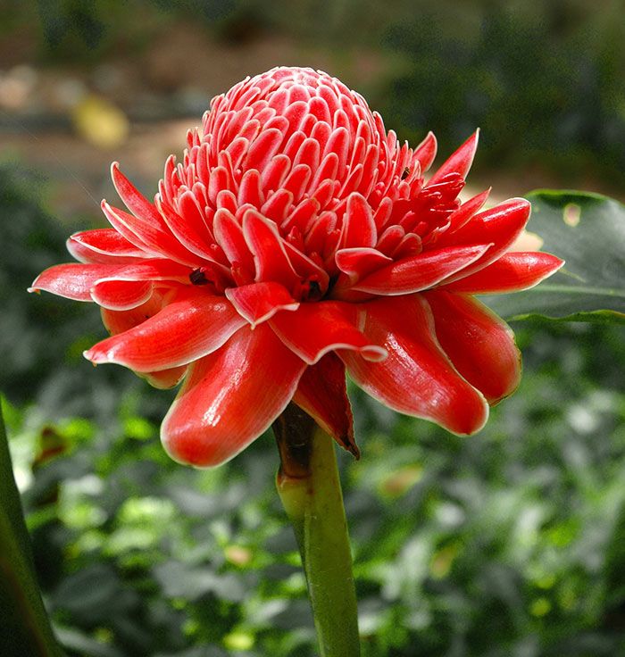 Premium Rainbow Torch Ginger Flower seeds for Planting Premium Quality, Heirloom & GMO Free Seeds for Home Garden seeds