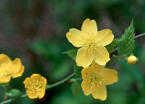 Kerria Japonica Flower seeds for Planting, Cottage Garden Essential Heirloom & GMO Free Seeds for Home Garden