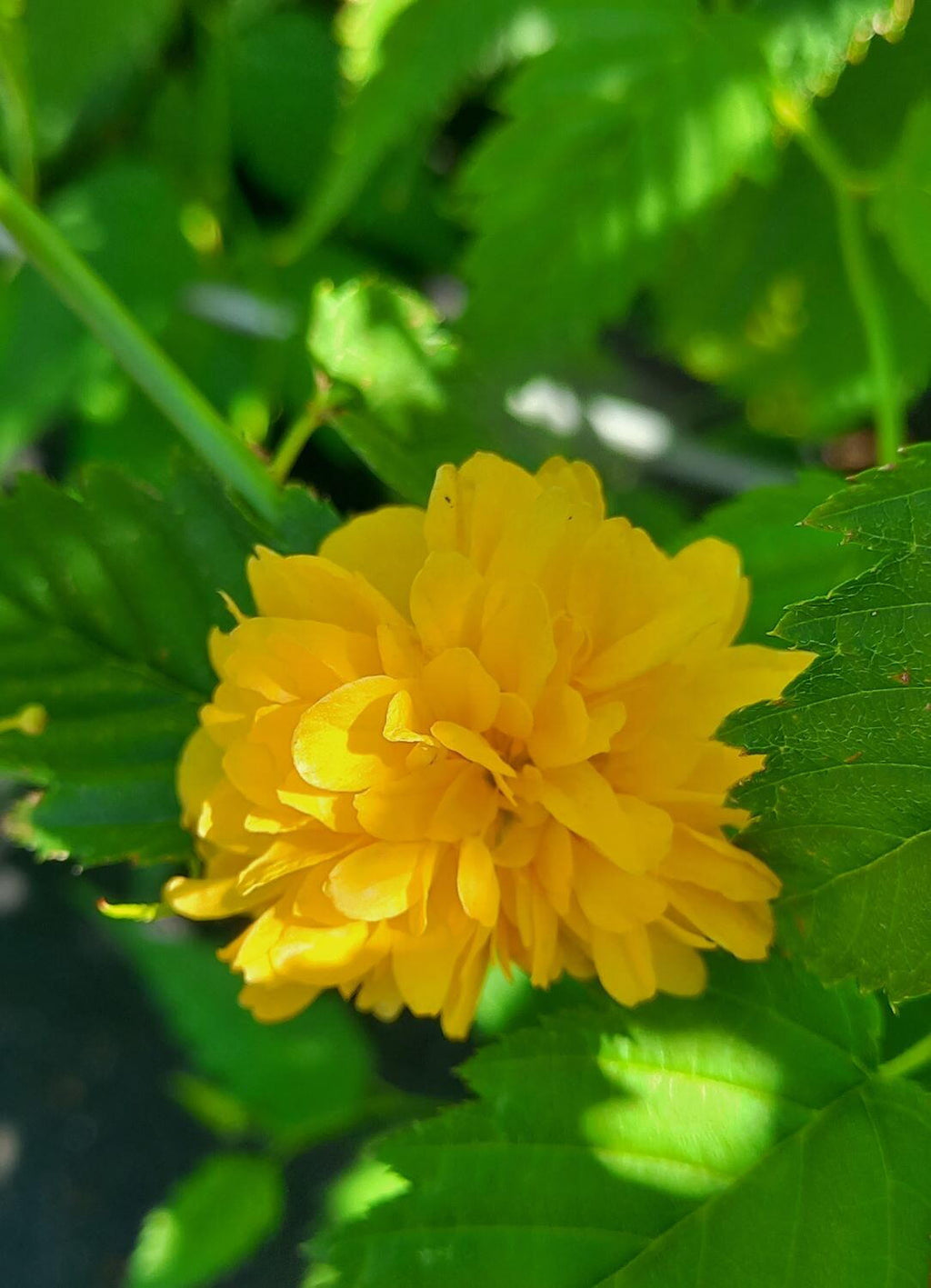 Yellow Kerria Japonica Flower seeds for Planting Low Maintenance, Heirloom & GMO Free Seeds for Home Garden vegetable and garden seeds
